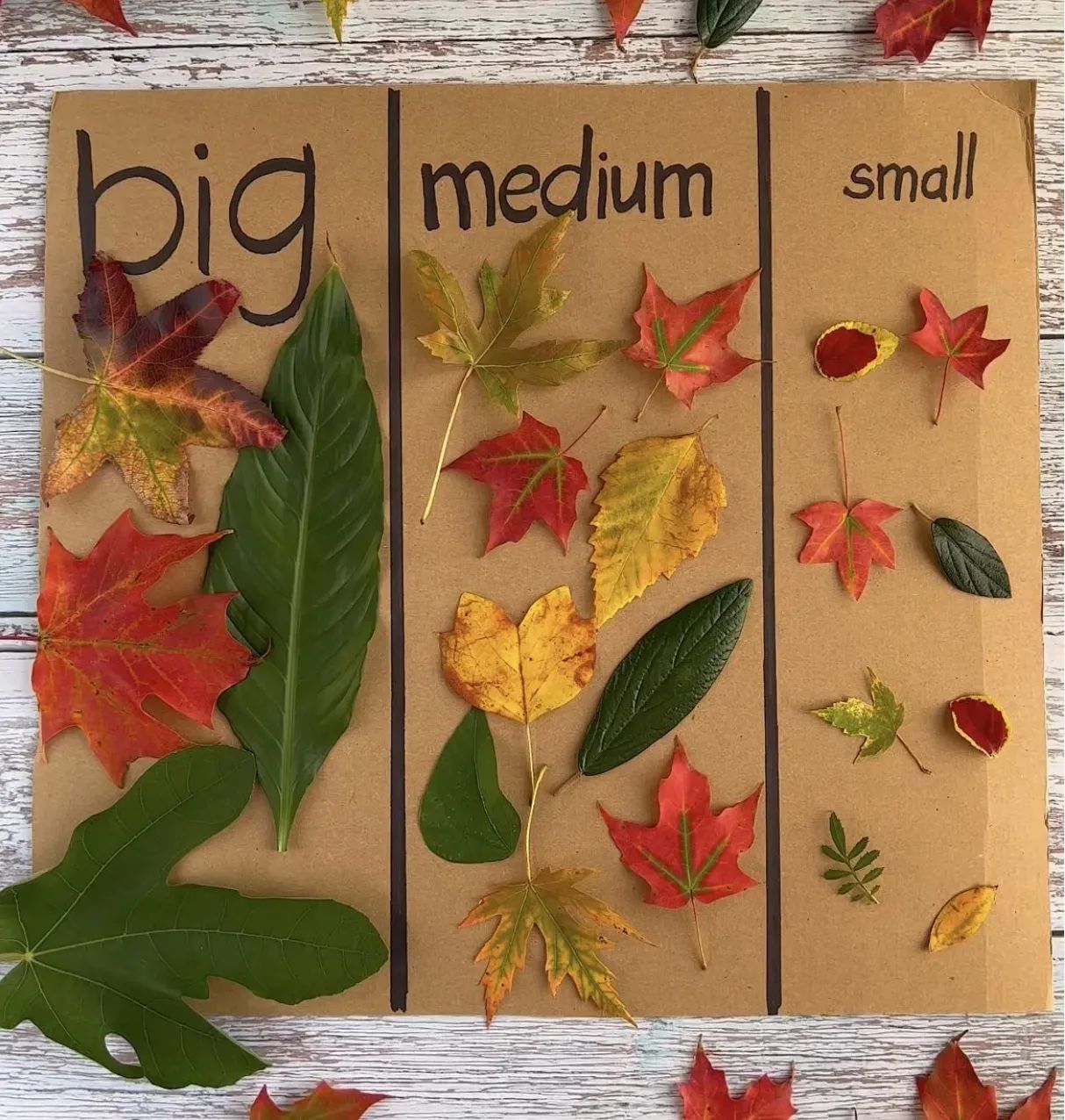 Embrace the Beauty of Autumn: A Montessori-Inspired Botany Lesson